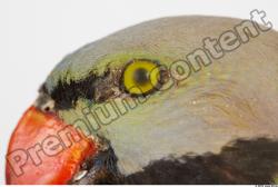 Parrot Psittacula alexandri